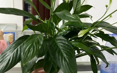水培白掌不开花怎么办？4步促花指南让白掌早日开花