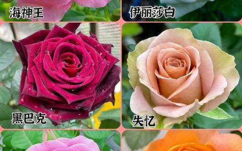 玫瑰与月季花的区别有哪些？家庭园艺新手必读的6大维度对比