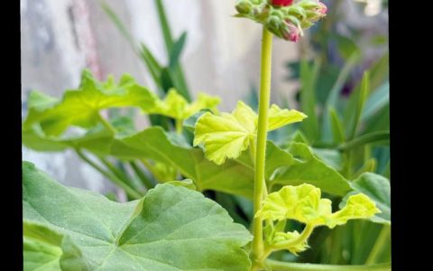 臭海棠和天竺葵是一种花吗？科属、外观与养护全解析