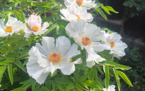 牡丹夏天能栽活吗？夏季种植技术与秋季最佳时间指南