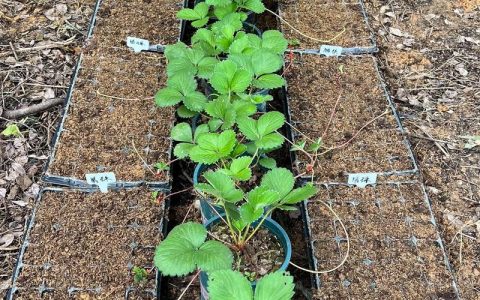 草莓匍匐茎怎么栽培？分株育苗全流程指南