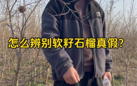 突尼斯软籽石榴真假辨别全攻略：从苗木挑选到盛果期管理的实战指南