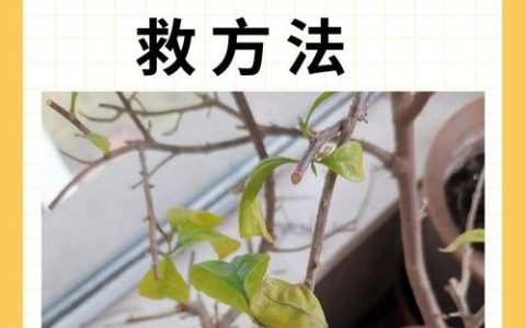 绿植叶子变黄干枯怎么补救？5大常见原因与急救处理全指南