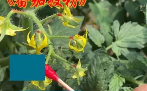 西红柿需要授粉吗？家庭种植人工授粉与防落素使用全指南
