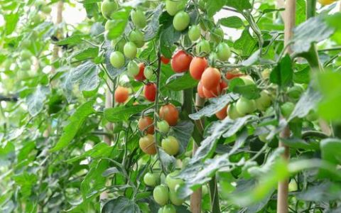 番茄种植技术指南：最佳季节、时间与成活技巧