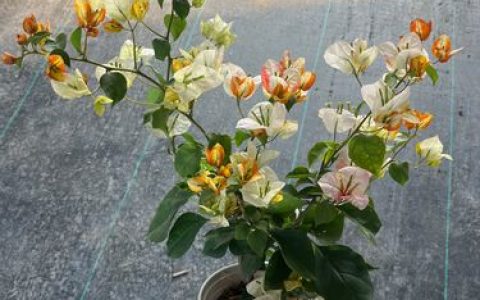 三角梅凤凰是勤花品种吗？阳台新手也能养的爆花秘籍