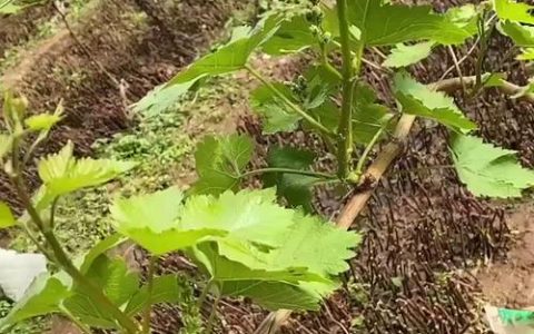 葡萄什么时候嫁接成活率高？掌握最佳时间与操作要领