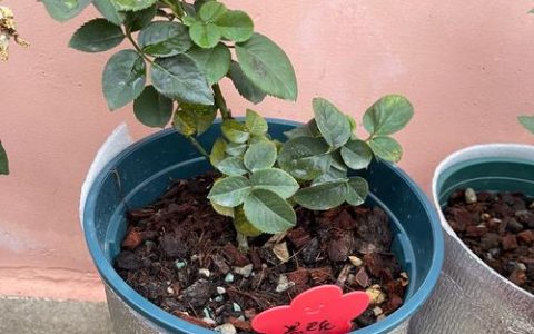 月季种植全攻略：最佳土壤选择与养护指南