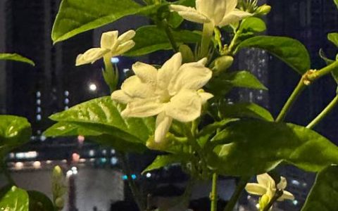 茉莉花好养吗新手能养吗？新手养护全攻略与避坑指南