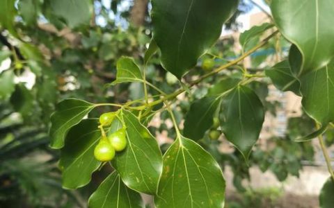 香樟果子的作用与功效：食用、药用及安全指南