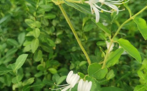 忍冬藤与金银花是同一种植物吗？全方位对比解析