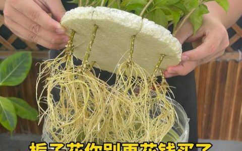 栀子花怎样扦插生根快？家庭繁殖全流程与精准参数
