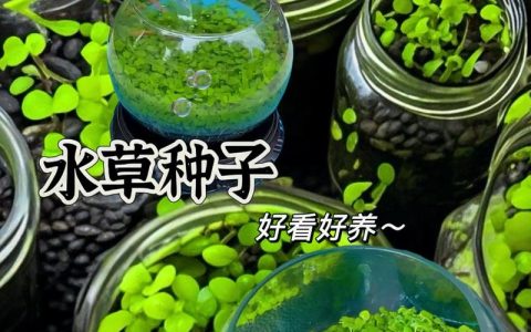 小对叶水草种子种植全指南：从播种到成景的实操方案