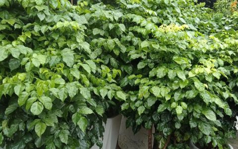 耐晒植物大全：10种适合全日照环境的强光植物推荐