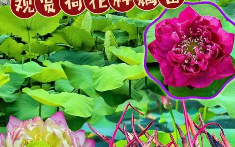 观赏荷花种植方法和时间：家庭池塘与庭院水景的完整指南