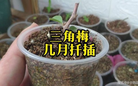 三角梅几月份扦插最好？家庭繁殖全流程指南