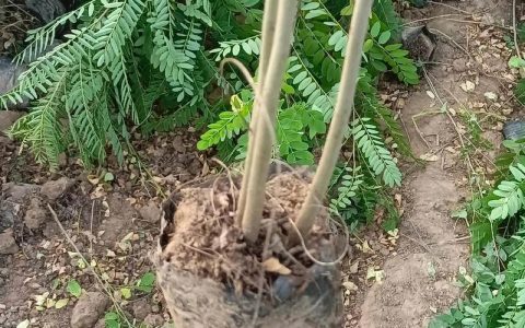 紫穗槐苗木价格一览表：规格、季节与数量如何影响报价