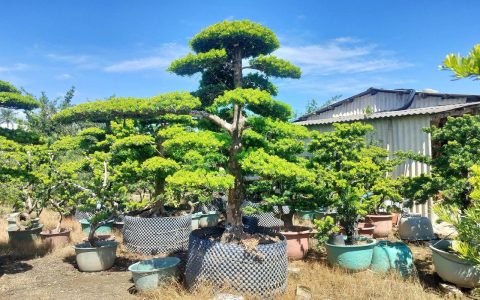 2米罗汉松价格多少钱一棵？规格、产地、季节影响报价详情