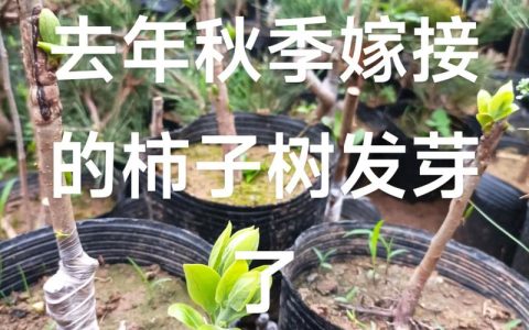 柿子树嫁接时间与方法全攻略