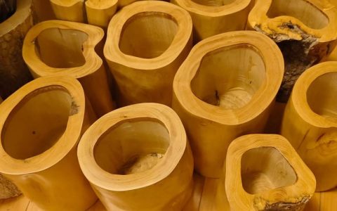 黄杨木变色8个过程图：金叶黄杨从绿到红的季节性演变与工程应用