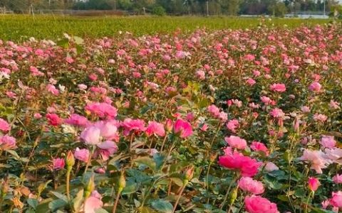 超大花朵20公分的月季品种推荐：富春与快乐星详解