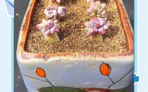 多肉植物扦插繁殖全攻略：叶插与茎插的高成活率秘诀
