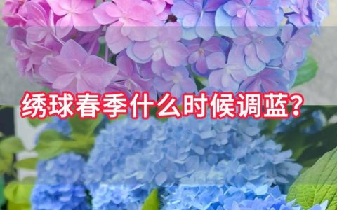 绣球花怎么调蓝色？土壤酸碱度与施肥全攻略
