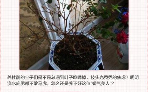 杜鹃花叶子枯萎了怎么救活？4步诊断与急救指南