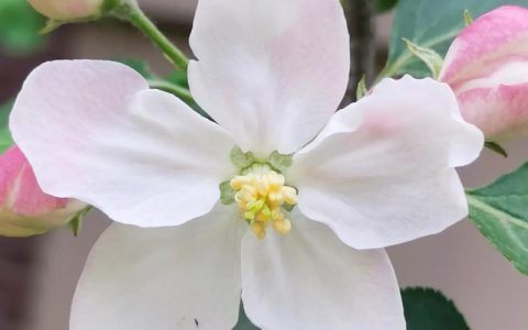 海棠花是什么颜色？海棠花颜色大全与品种详解