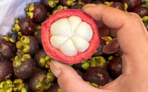 2026年山竹品种深度对比：泰国紫肉、印尼干枝与红肉，哪个才是“果中皇后”？