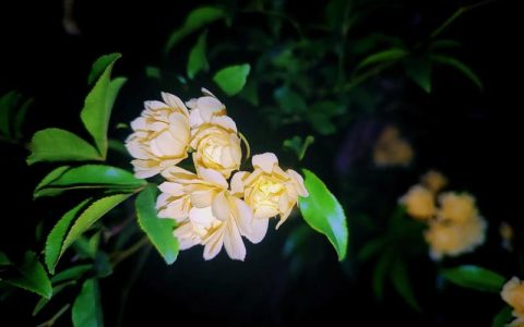 晚上开花的是什么花？盘点常见夜间开花的植物及其养护方法