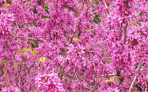 紫荆是乔木还是灌木？园林分类、应用及移栽养护全指南