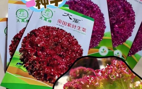 紫叶生菜种植时间和方法：从播种到收获的全流程指南