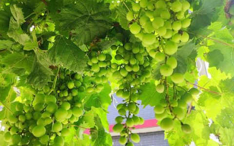 门口种葡萄树的大忌：根系破坏与空间管理的科学避坑指南