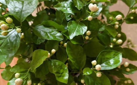 茉莉花买回来怎么养？6步科学养护指南助你花开满盆