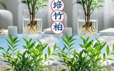 驱蚊竹水养还是土养好？家庭养护全攻略