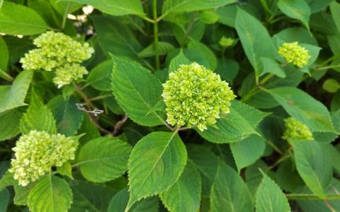 绣球花：别名、科属、特征及养护全解析
