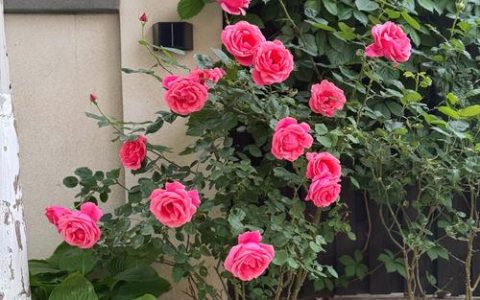 院子里种月季花好吗风水好吗