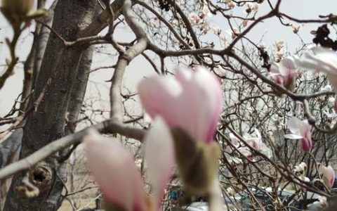玉兰树几年开花？实生苗与嫁接苗开花时间对比及促花养护指南