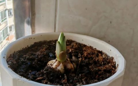 百合花繁殖全指南：鳞茎分球与种子播种技术