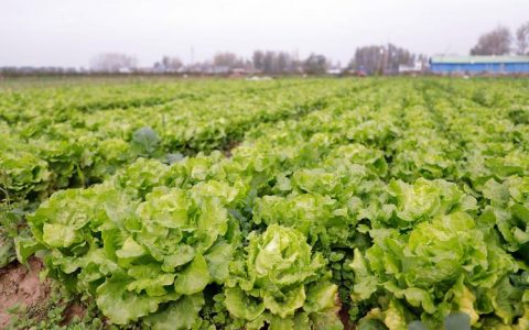 生菜种植方法全过程：从播种到收获的7个关键步骤