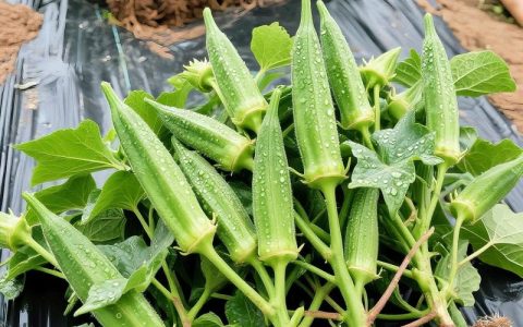 秋葵种植时间与全流程技术指南：什么时候种最合适？