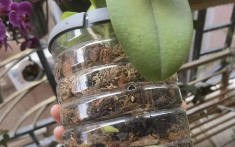 蝴蝶兰用什么土壤栽培好？家庭养殖专用基质配比与换盆指南