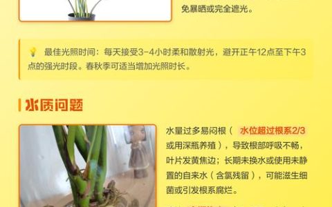 水培龟背竹叶子发黄焦边干枯是怎么回事？快速诊断与处理方案