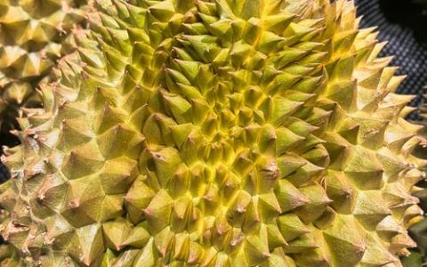 榴莲花是什么样子的？揭秘热带水果之王的花朵特征