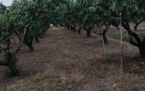 1亩桃树一年收入多少？2026年桃树种植效益与收益分析