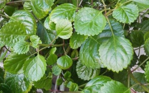 植物只长叶不开花？3大核心原因与促花解决方案