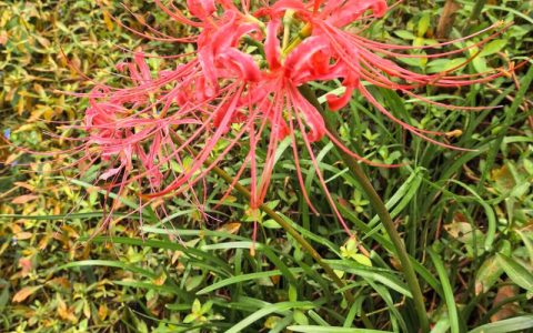 腊梅：开花不见叶的冬日花卉