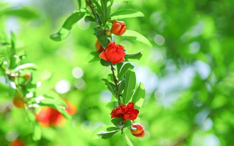 石榴树什么时候开花？掌握花期规律与促花技巧