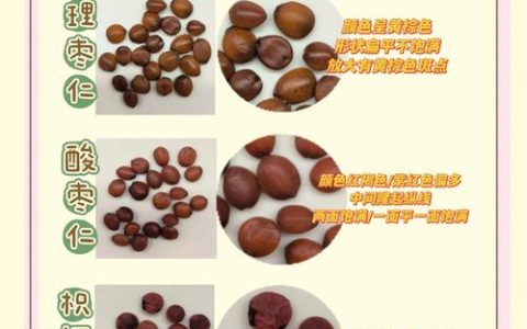 酸枣仁与酸枣的区别解析：药用价值与种植指南